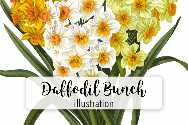 Florals - Vintage Daffodil Bunch