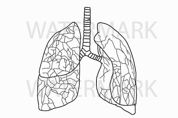 Human Real Lungs Outline with Detailed - SVG/JPG/PNG Hand Drawing ...