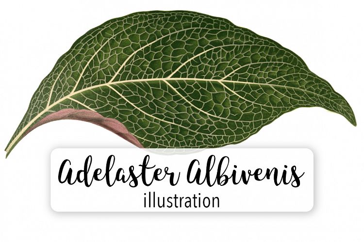 Leaves - Vintage Adelaster Albivenis