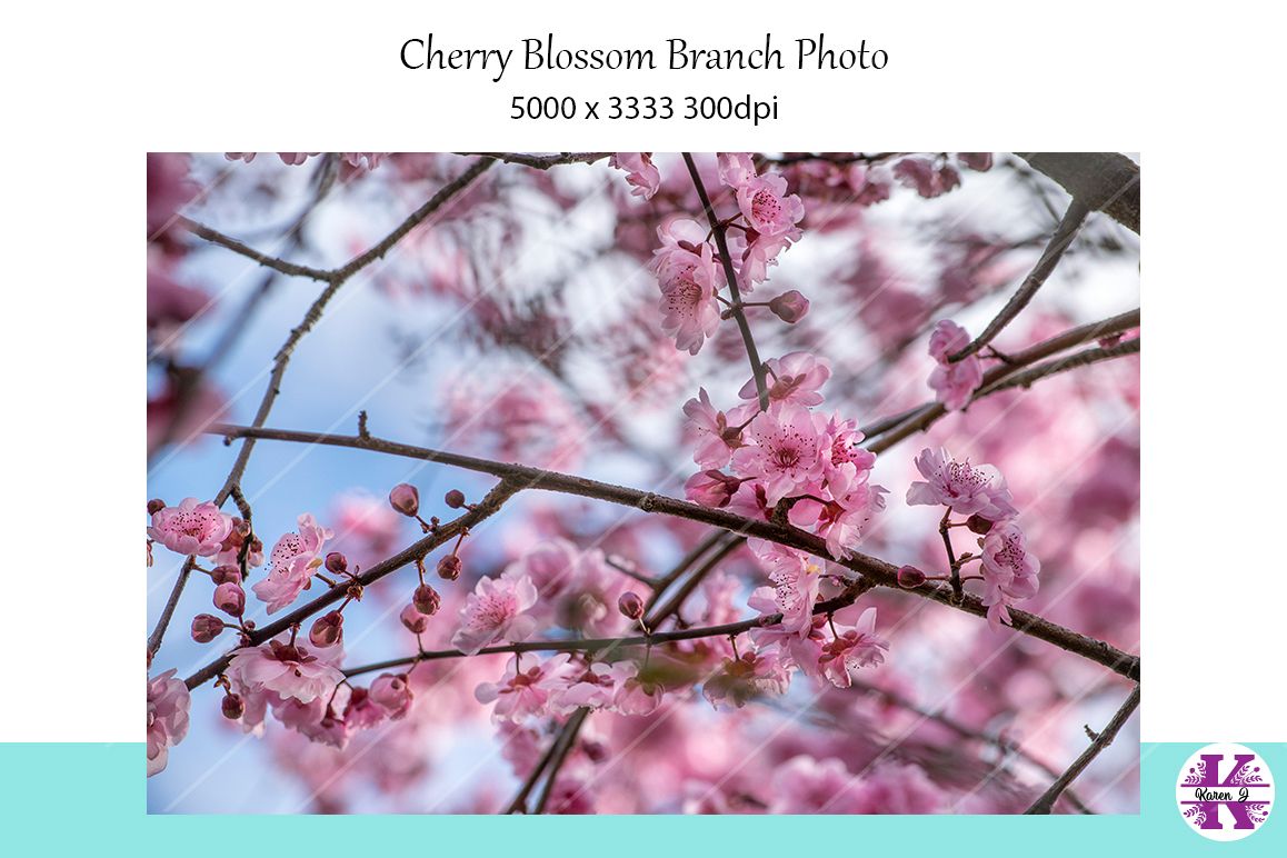 Cherry Blossom Branches Photo example image 1