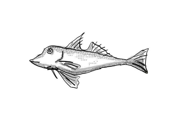 Red Gurnard New Zealand Fish Cartoon Retro Drawing example image 1