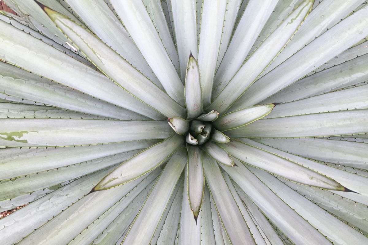 Agave tequilana leaves (macro composition) example image 1
