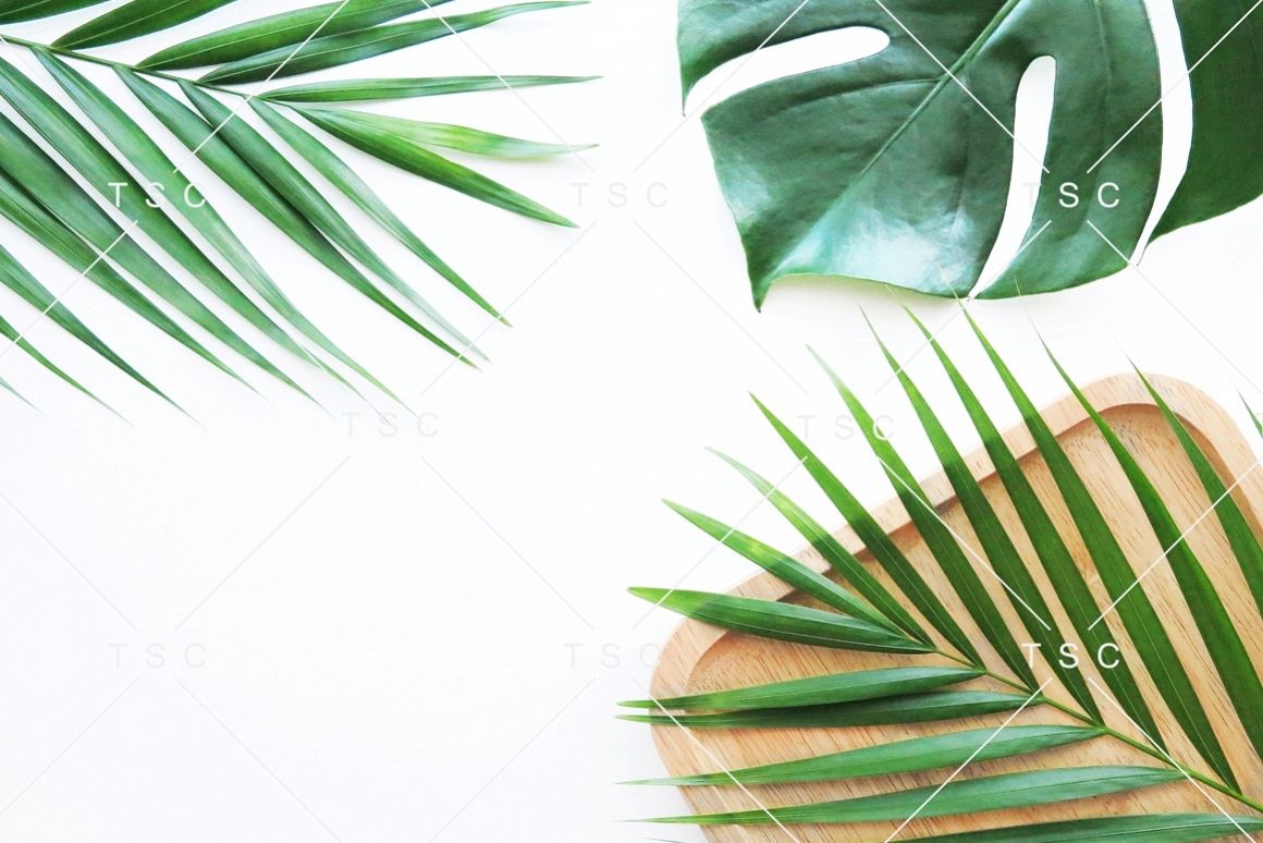 Tropical Leaves Stock Photo example image 1