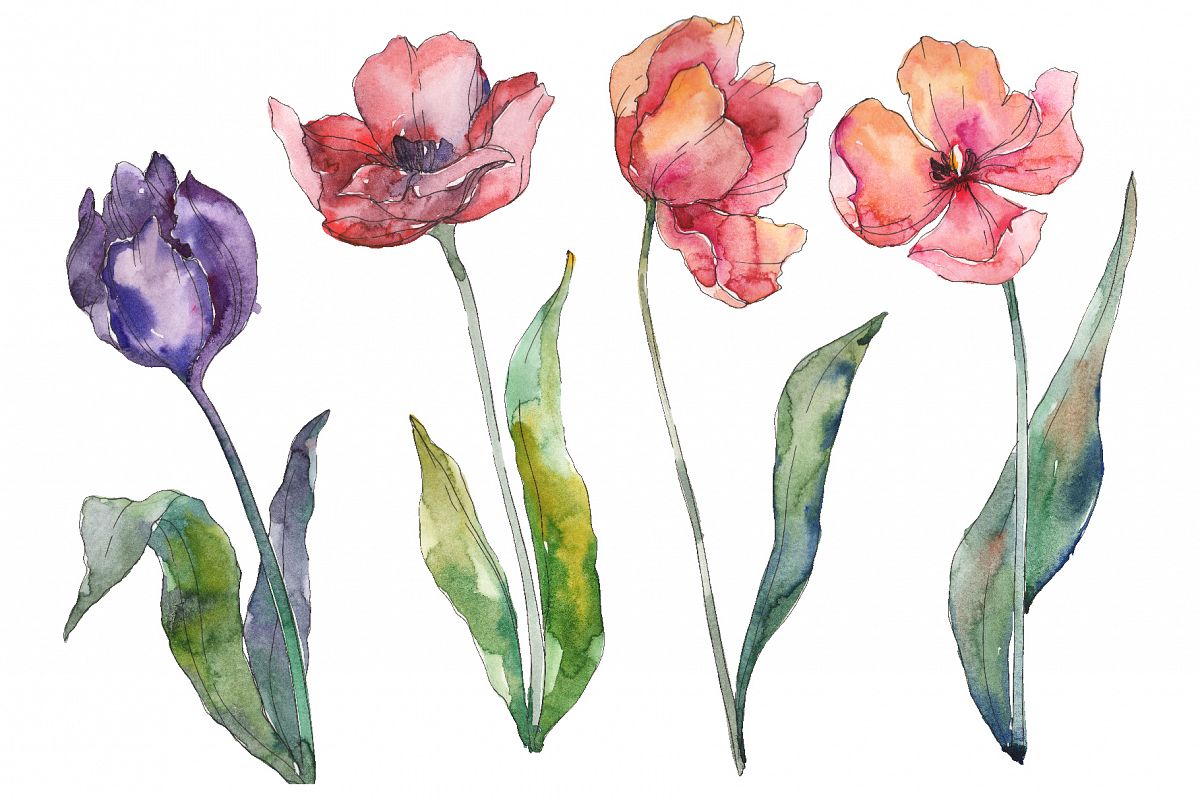 Bouquet of prometheus tulip Watercolor png example image 1