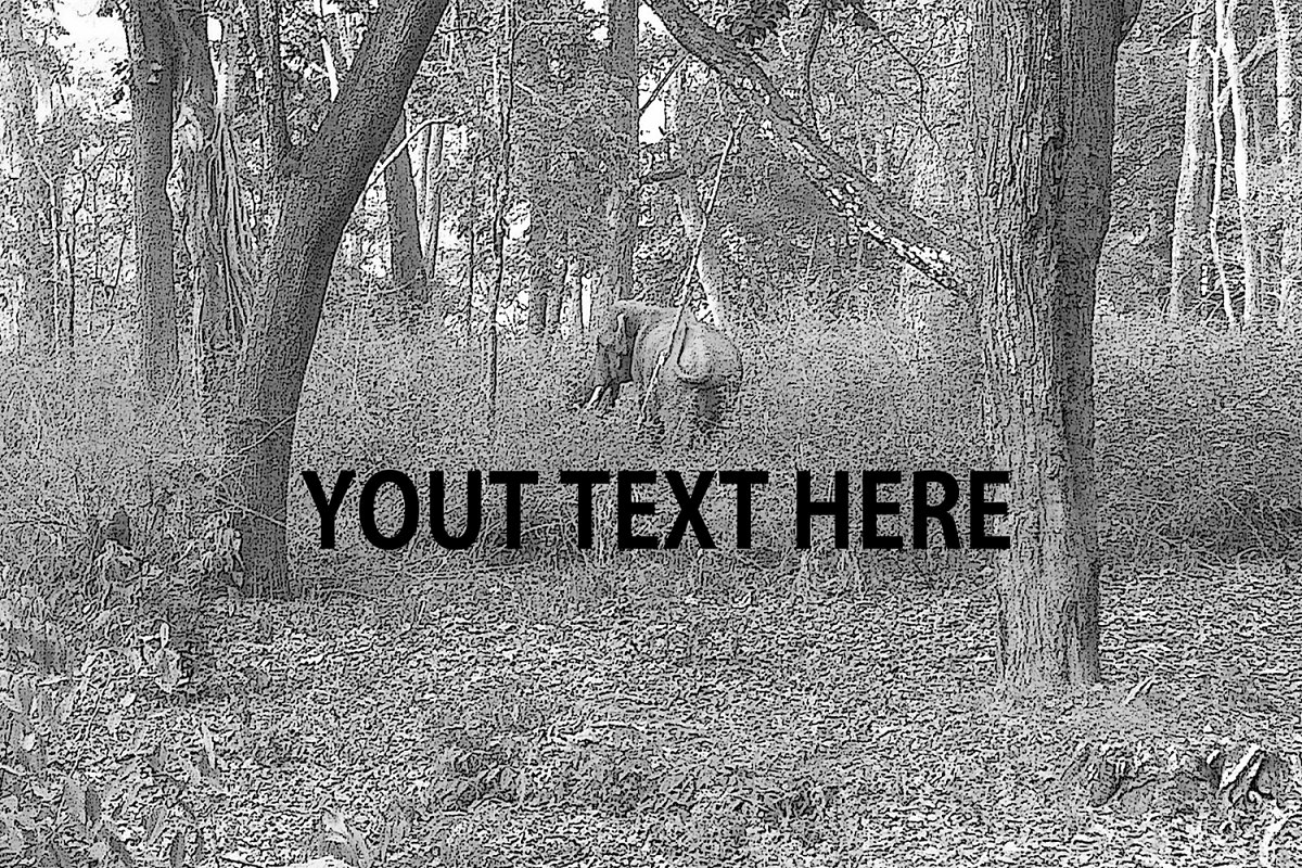 Forest, commercial use and personal use / photograhpy example image 1