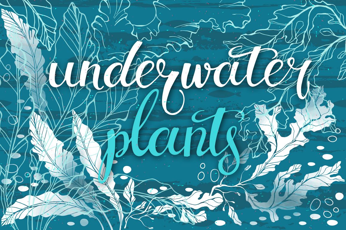 Underwater plants. Graphic set. example image 1