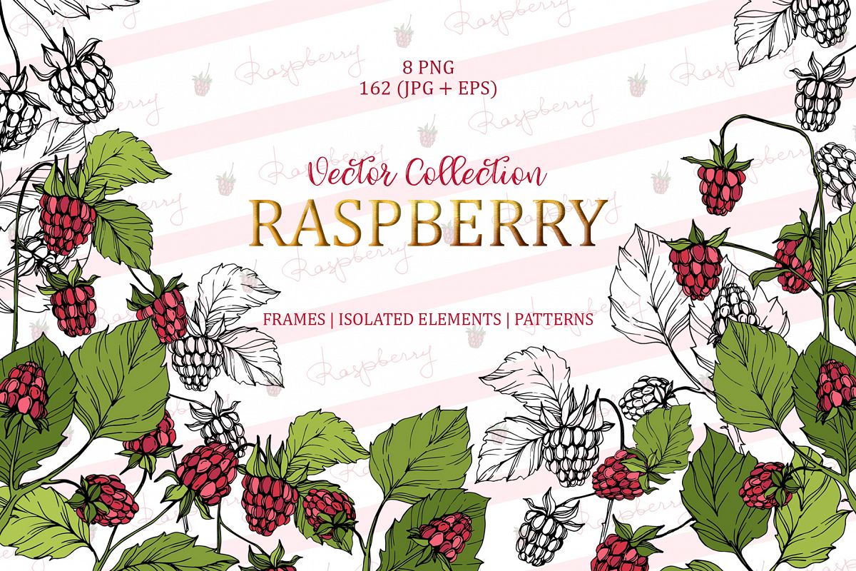 Raspberry Vector Collection example image 1