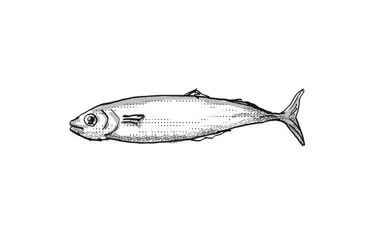 Koheru New Zealand Fish Cartoon Retro Drawing example image 1