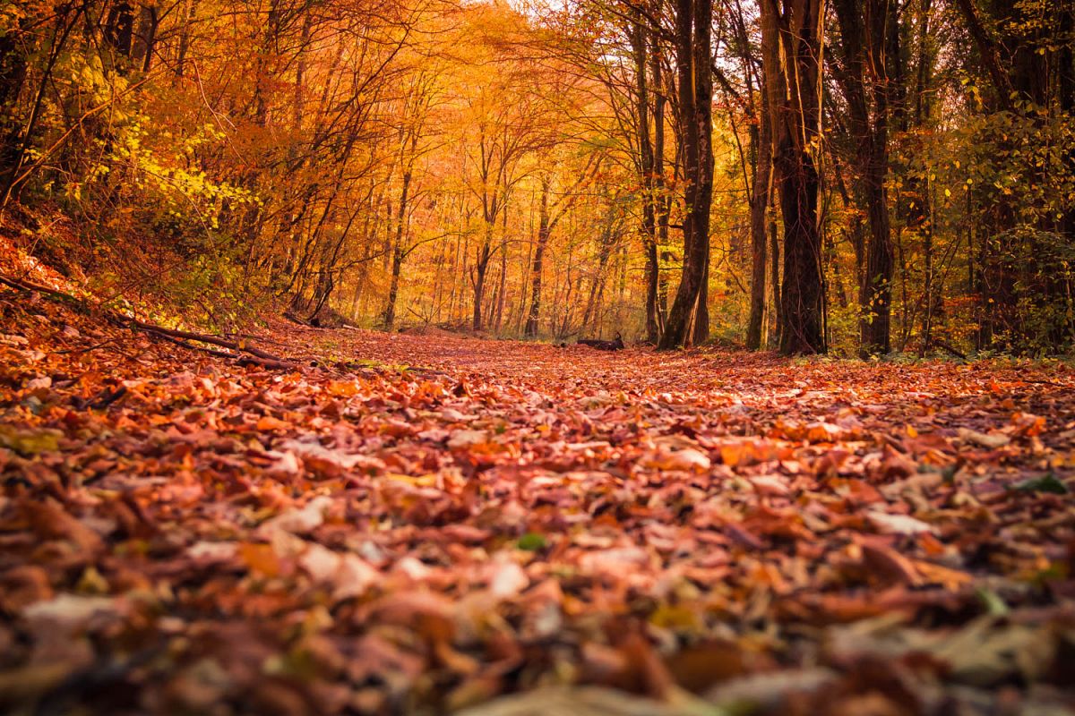 1 autumn photos, styled stock photos example image 1