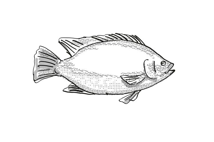 Tilapia Fish Cartoon Retro Drawing example image 1
