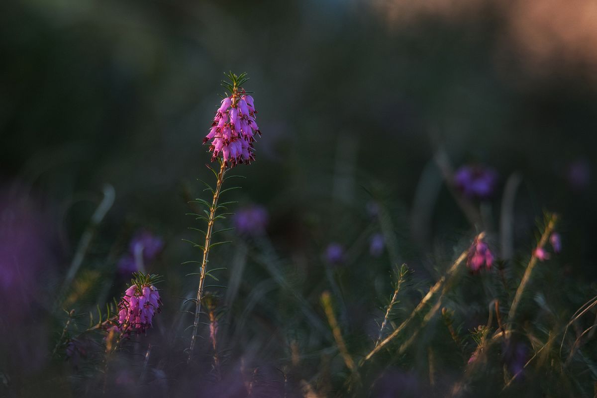 Erica flower in a dark background example image 1