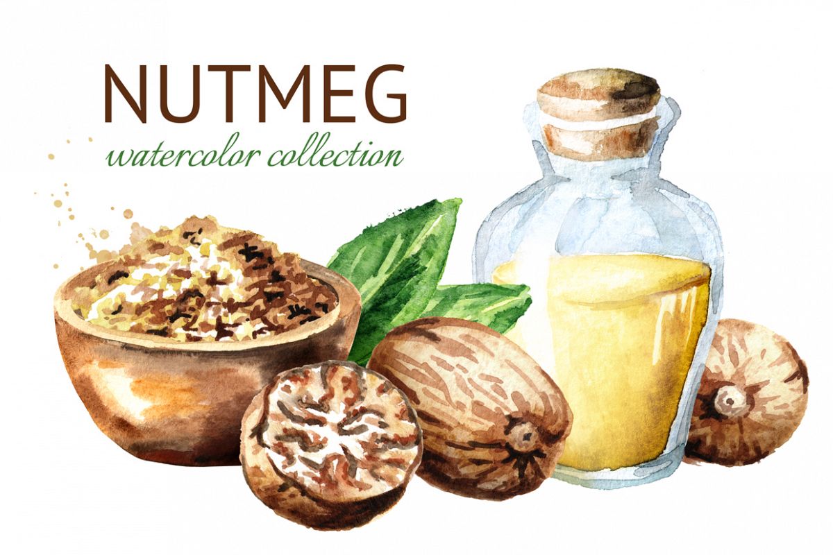 Nutmeg. Watercolor collection example image 1
