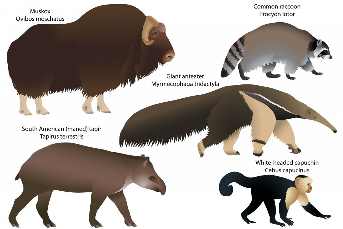 Animals of America example image 1