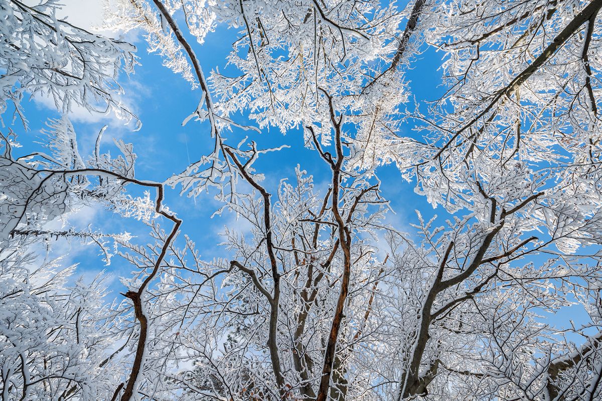 Winter forest in Zavrsnica example image 1