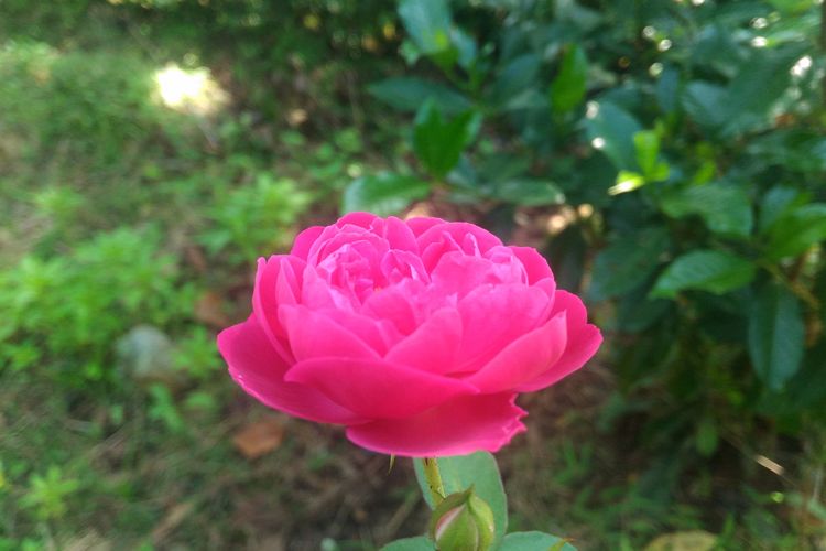 roses example image 1