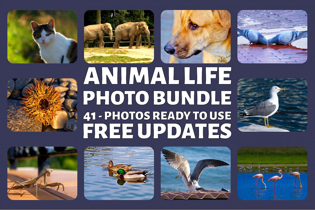 Animal Life Photo Bundle example image 1