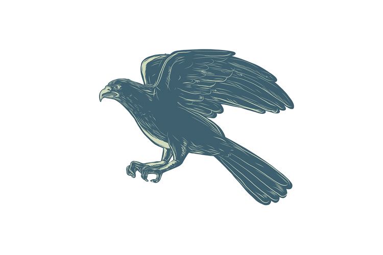 Northern Goshawk Scratchboard example image 1