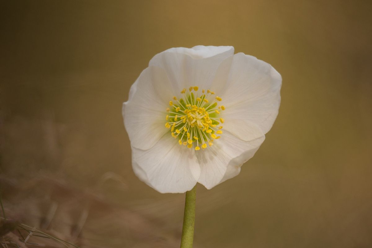 Helleborus niger flower in the spring example image 1