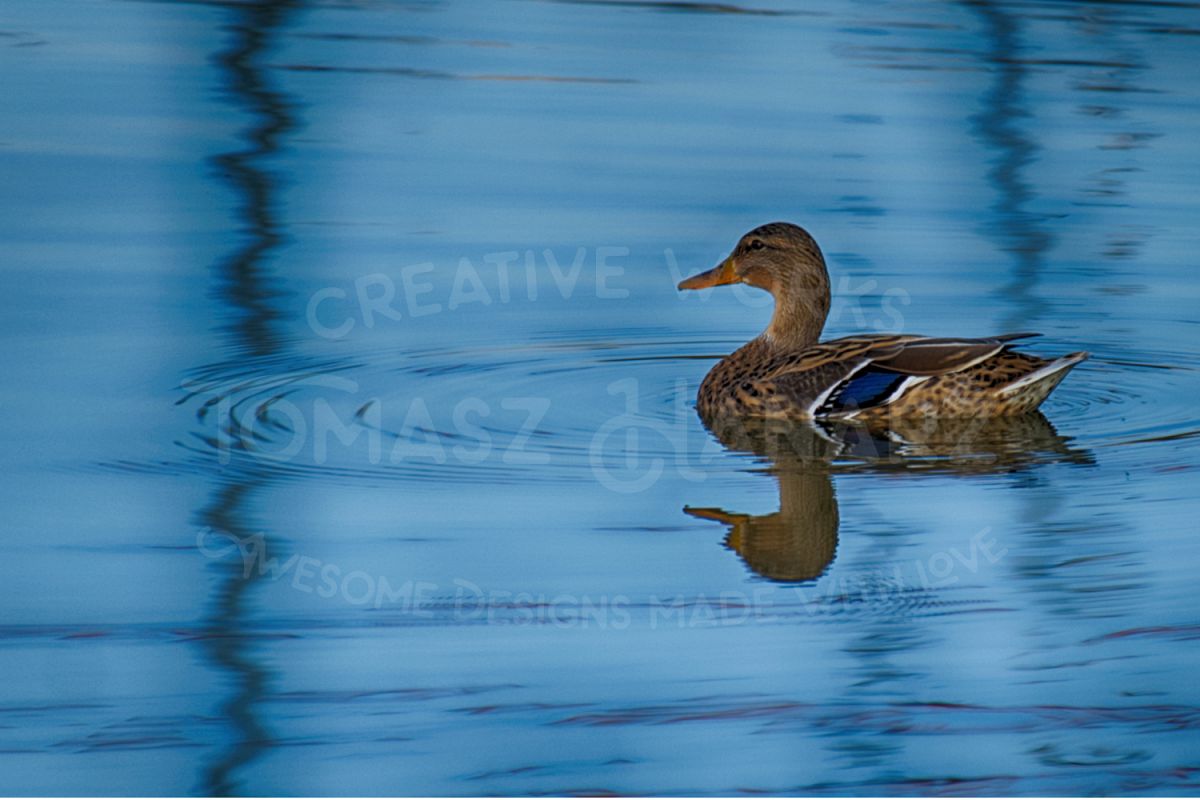 Colorful Duck On The Lake example image 1