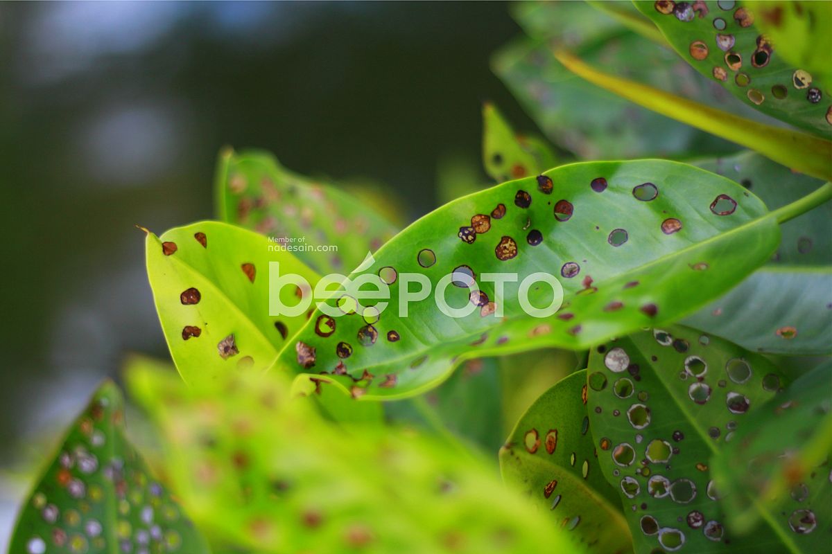 LEAVES IN EAT WILL example image 1