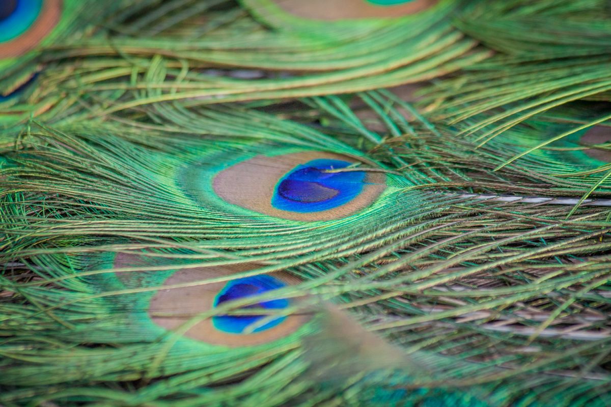 Peacock photo 21 example image 1
