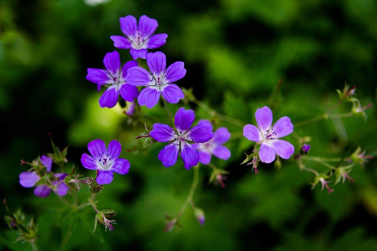 Coastal flowers example image 1