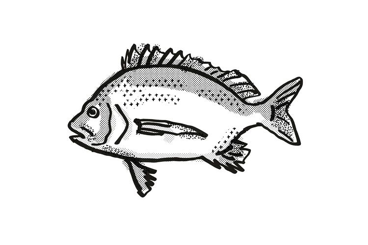 Pikey Bream Australian Fish Cartoon Retro Drawing example image 1