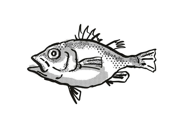 Spinycheek Seabass Australian Fish Cartoon Retro Drawing example image 1