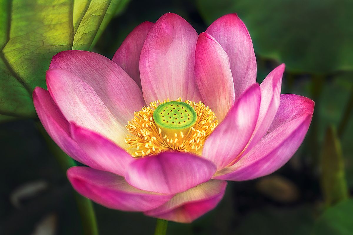 lotus example image 1