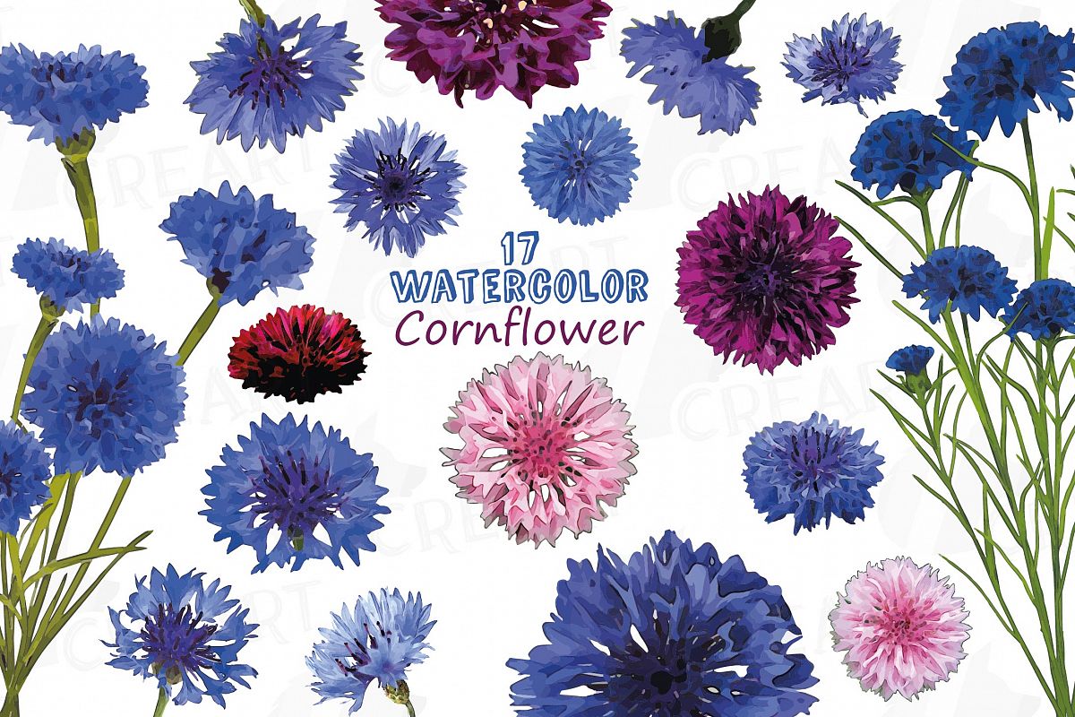Cornflower watercolor clip art pack, bachelor's button example image 1