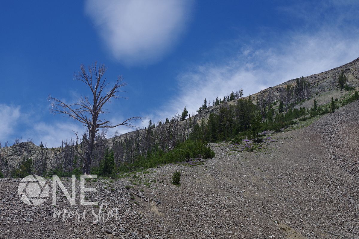 Yellowstone National Park Hillside Burned Trees Flowers example image 1