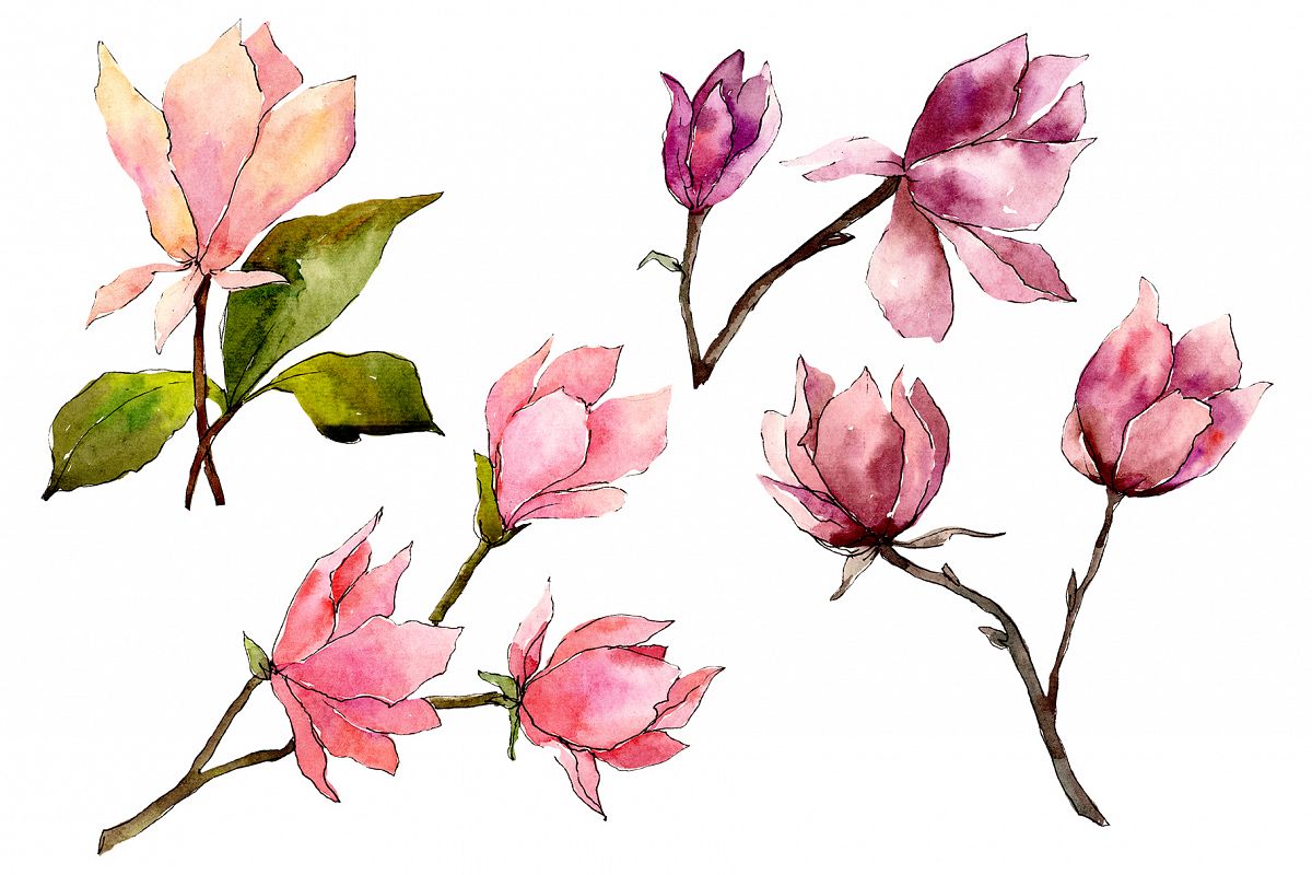 Tender pink magnolia PNG watercolor set example image 1