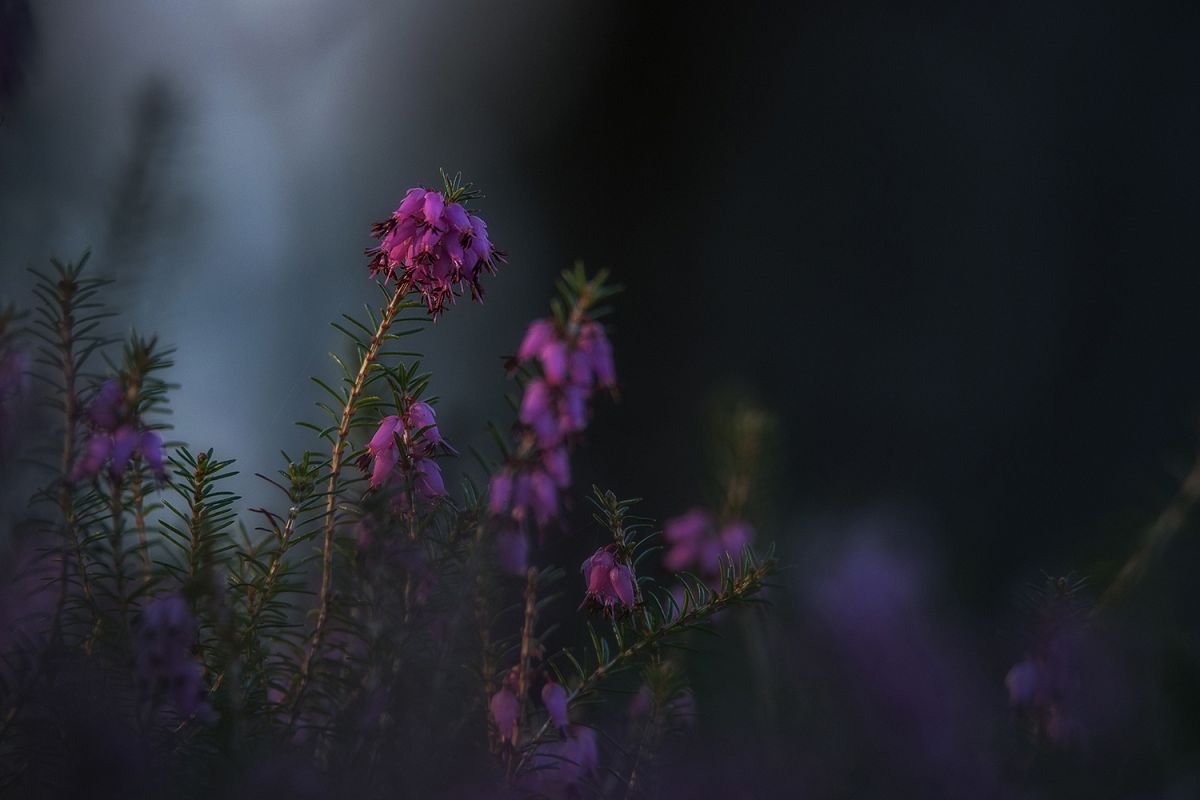 Erica plant in a dark mood example image 1