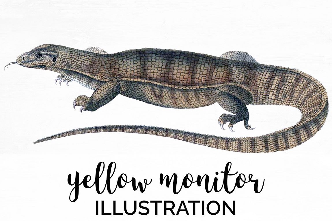 Reptile - Vintage Yellow Monitor example image 1