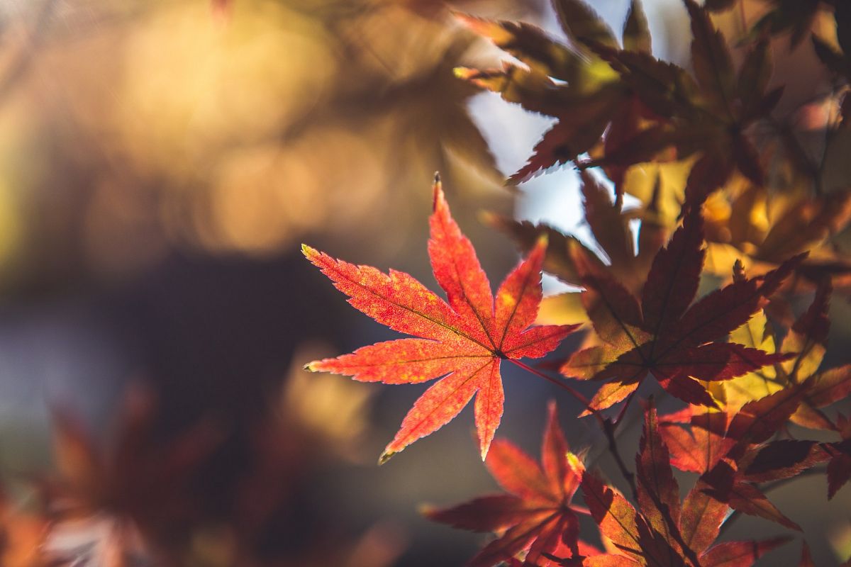 Autumn Leaves #14 example image 1
