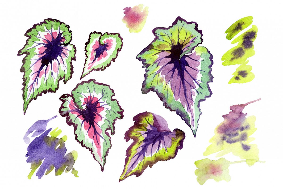 Nautilus-leaf begonia Watercolor png example image 1