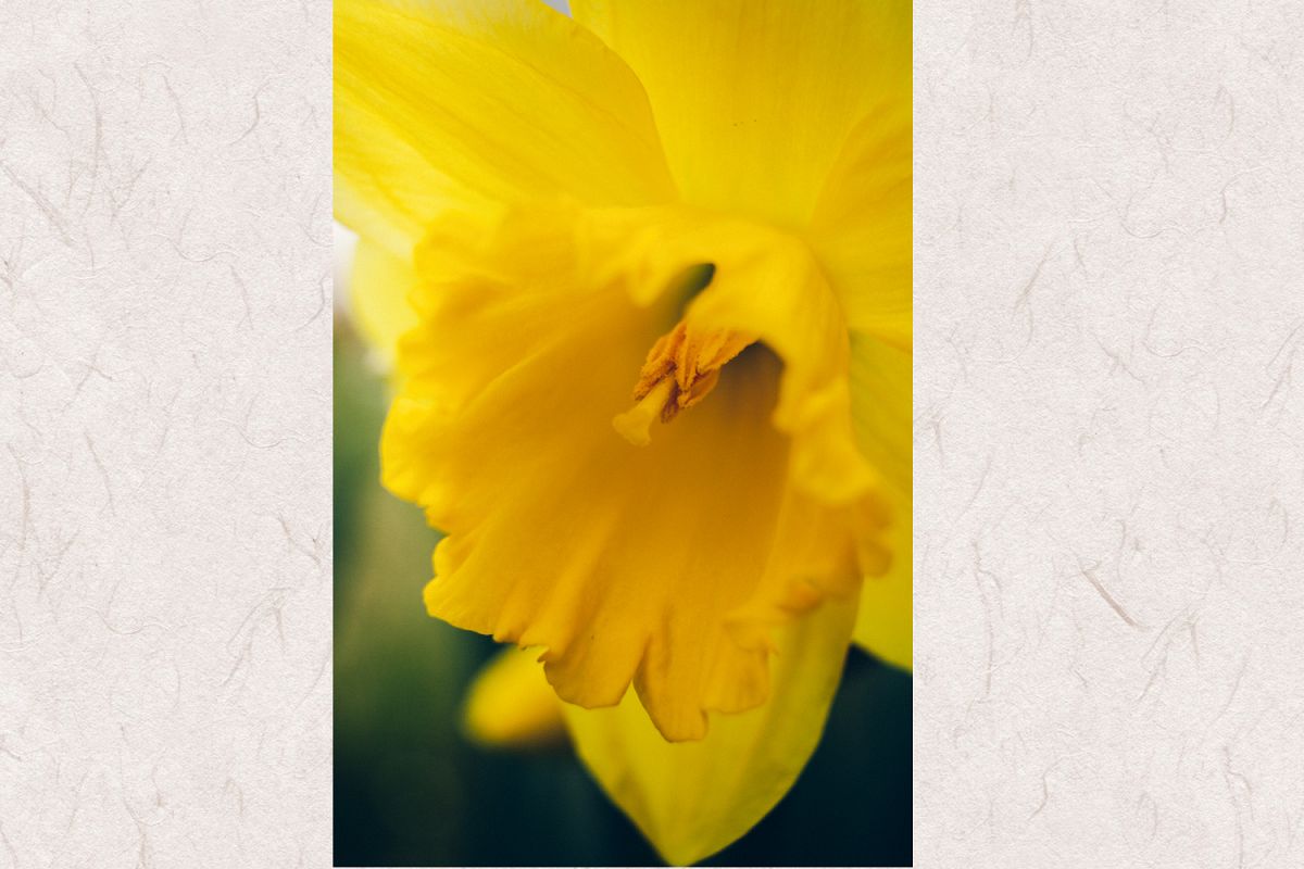 Daffodil photo 2 example image 1
