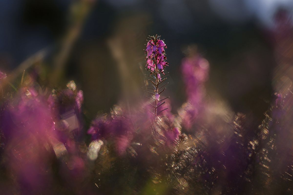 Erica flower in the morning example image 1