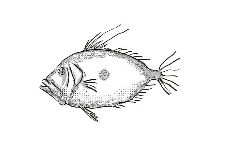John Dory New Zealand Fish Cartoon Retro Drawing example image 1