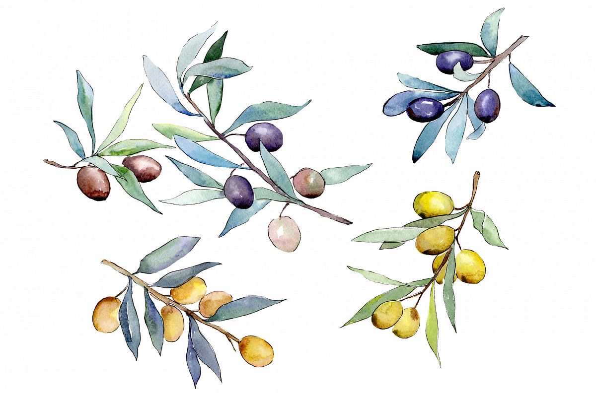 Watercolor olives PNG set example image 1