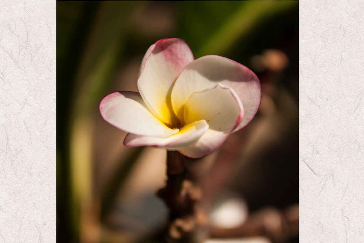 Plumeria flower photo 3 example image 1