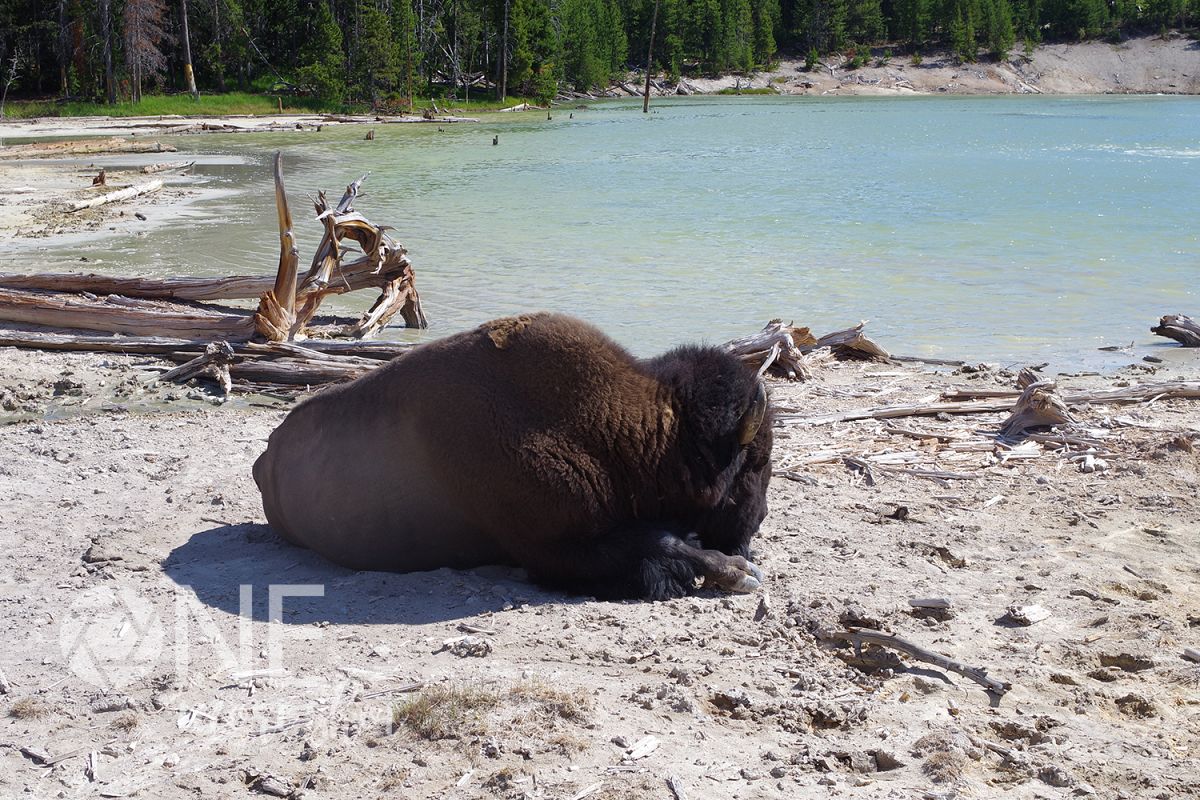 Yellowstone National Park Bison - Hot Springs - Wyoming example image 1