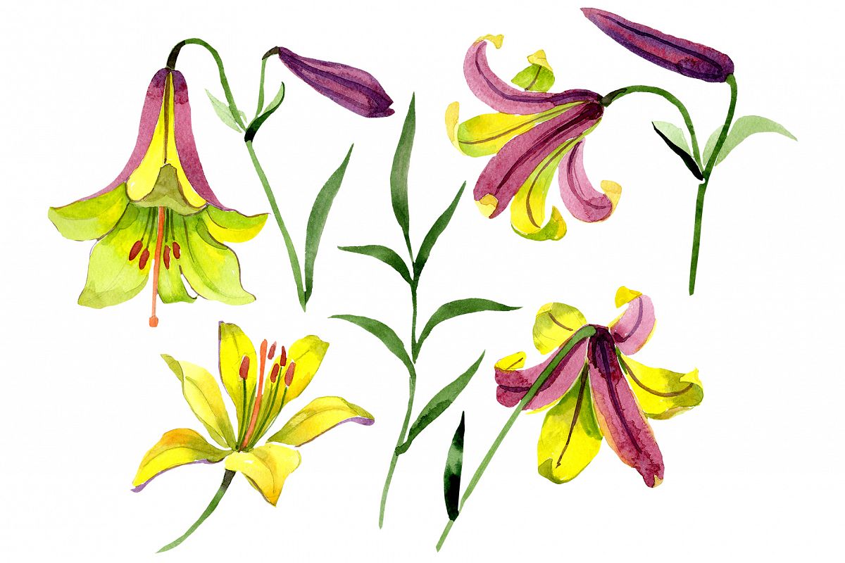Wildflower lemon lily PNG watercolor set example image 1