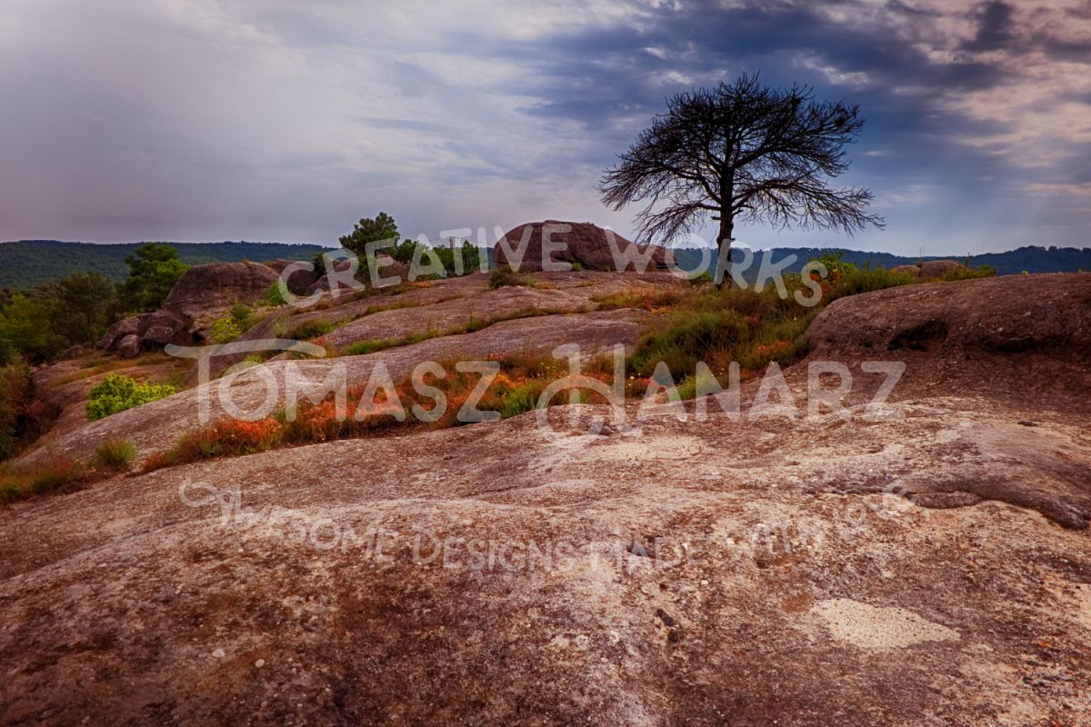 Alone Tree On The Rocky Terrain example image 1