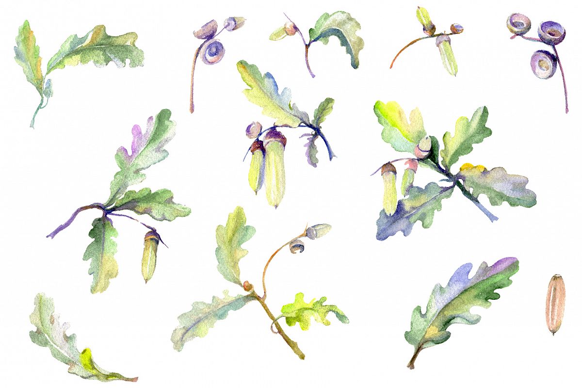 Acorn Watercolor png example image 1