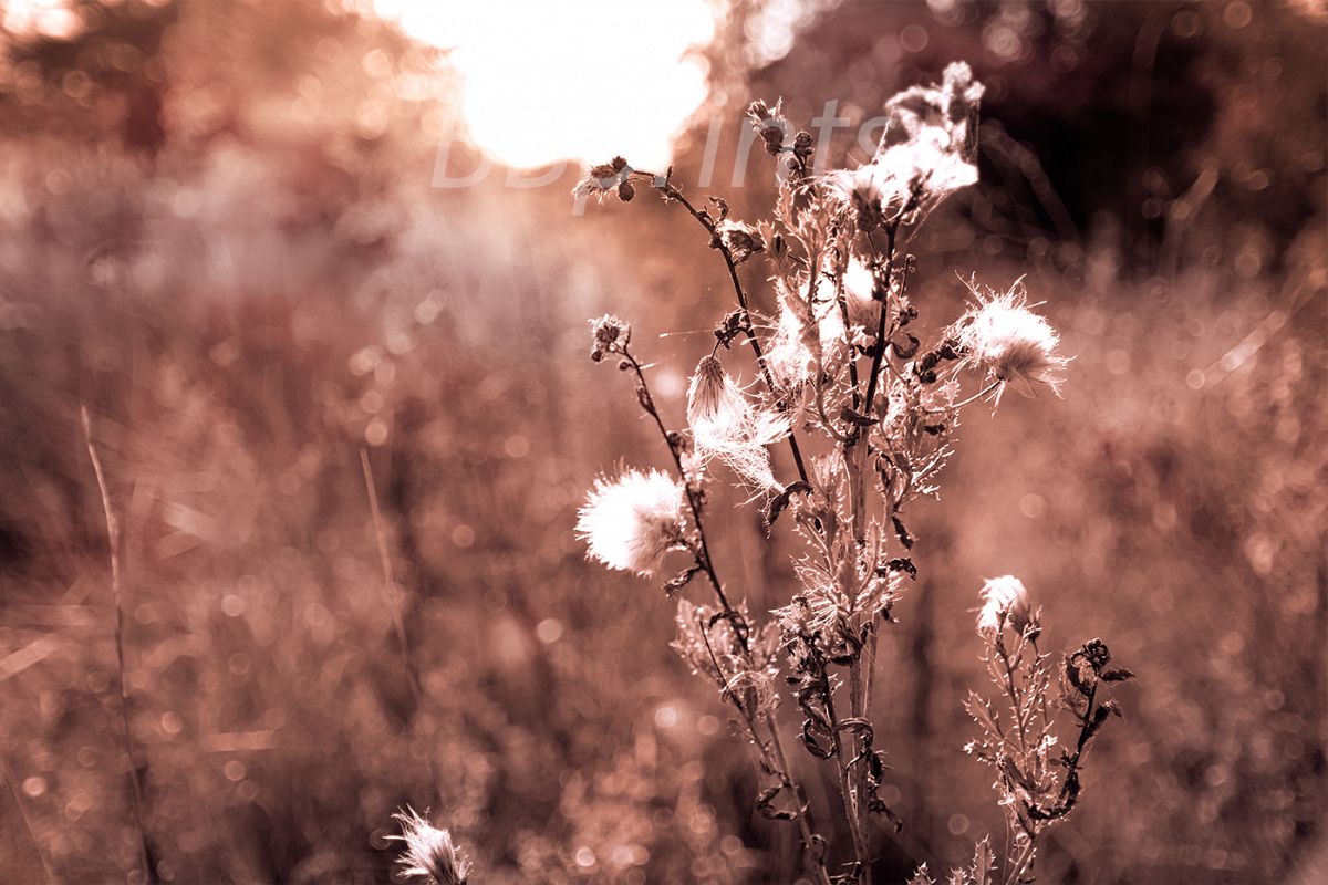 Nature photo, landscape photo, floral photo, flora photo example image 1