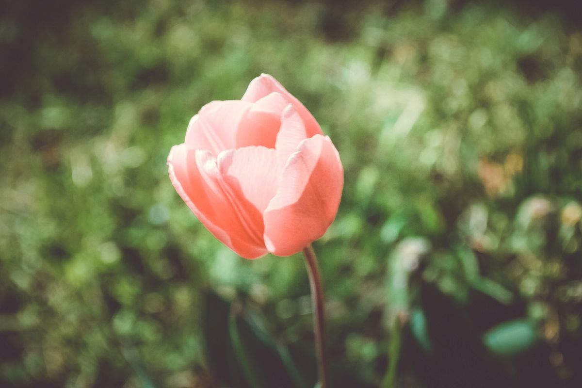 Tulip In Bloom example image 1