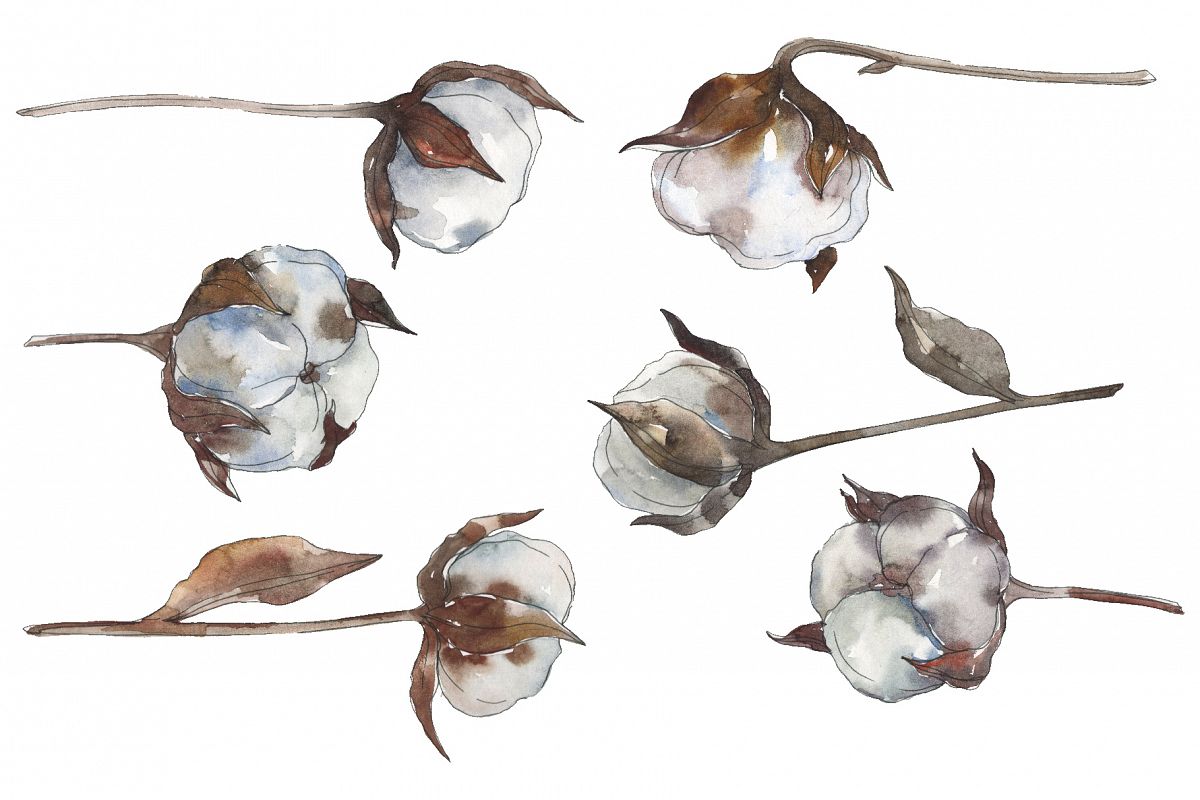 Cotton 2 Watercolor png example image 1