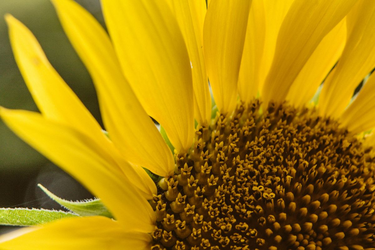 Sunflower photo 1 example image 1