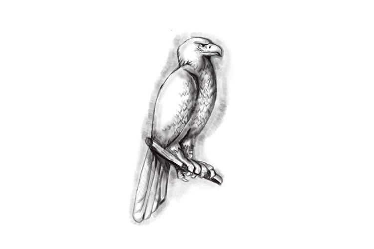 Australian Wedge-tailed Eagle Perch Tattoo example image 1